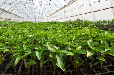 Greenhouse Installation and Repair — cost of