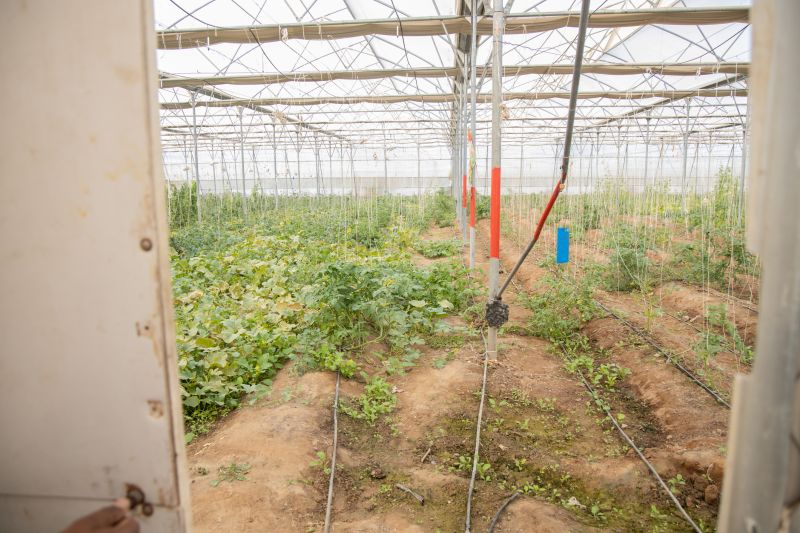 Eco-Friendly Options